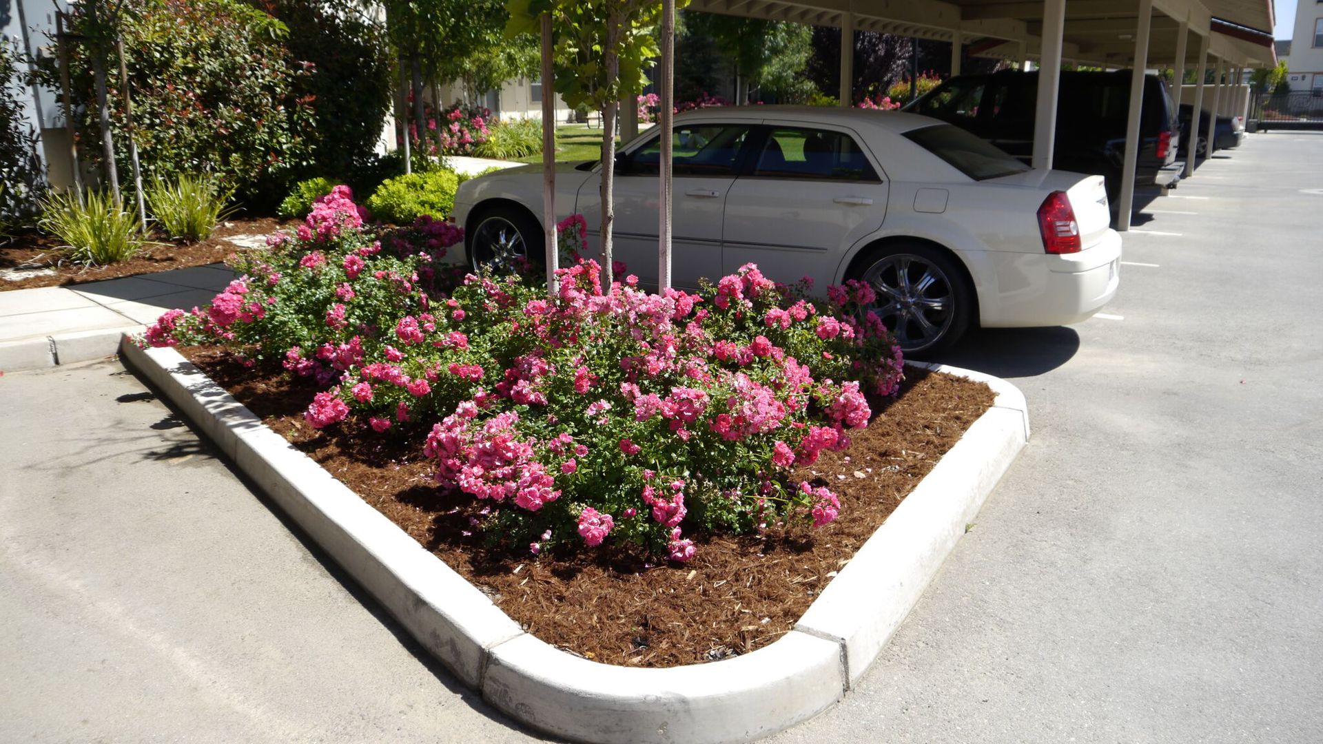 A white car is parked in a parking lot with pink flowers