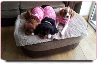 Dog groomer