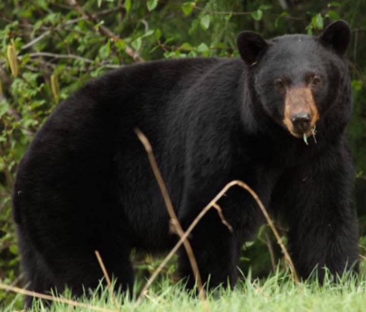 A black bear with a brown nose is standing in the grass