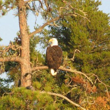 A bald eagle perched on a tree branch