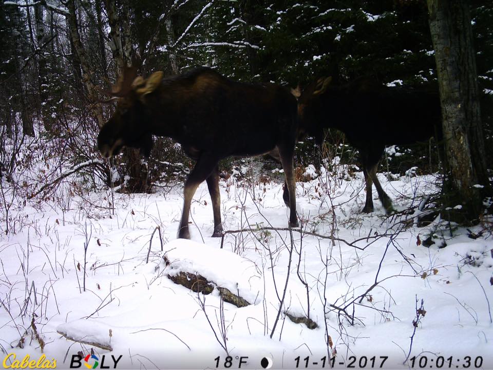 A moose is standing in the snow near a camera that says cabelas bolly