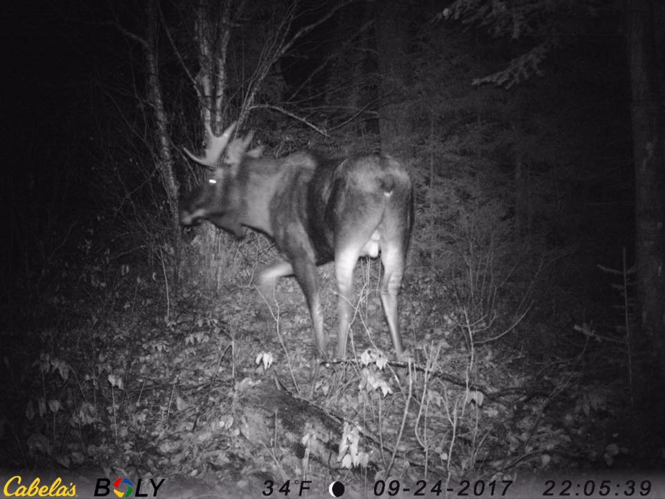 A moose is standing in the woods at night.