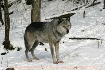 A wolf is standing in the snow in the woods.