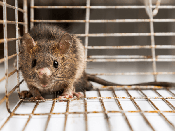 Pest Control Services – Advanced Lawn Control  Fort Walton Beach, FL