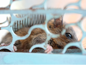 Pest Control Services – Advanced Lawn Control  Fort Walton Beach, FL