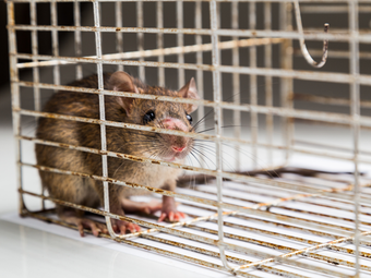 Pest Control Services – Advanced Lawn Control  Fort Walton Beach, FL