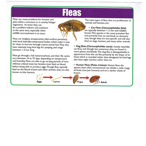 Pest Control Services – Advanced Lawn Control  Fort Walton Beach, FL