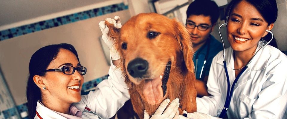 dog at the vet
