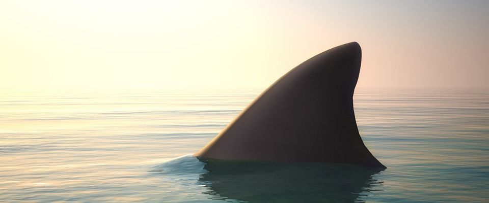 writing and righting requirements shark below the surface