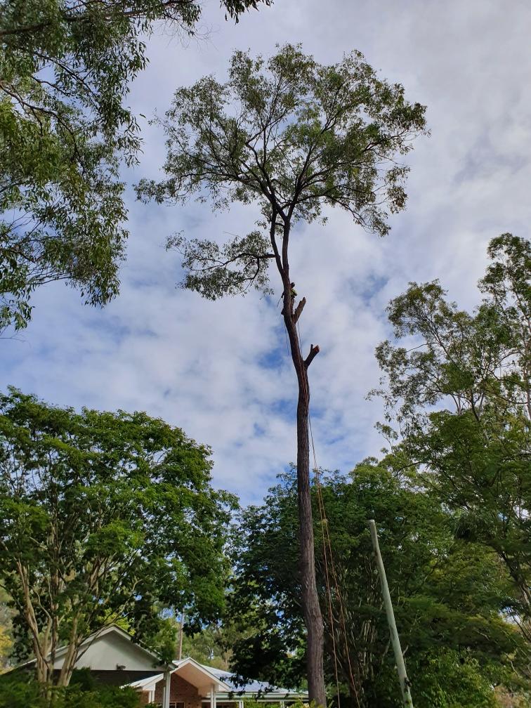 overhanging branches removal tree loopers gold coast
