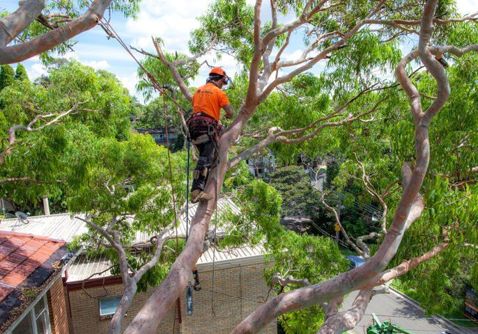 Tree Lopping Gold Coast