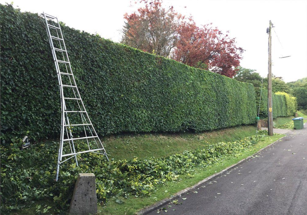 Hedge Trimming Services