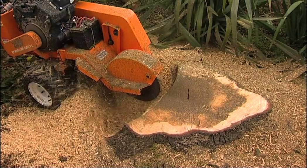 Stump Removal tree loopers gold coast