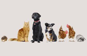 Pets standing in a row
