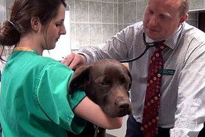 Nurse holding the pet and doctor investigating its health