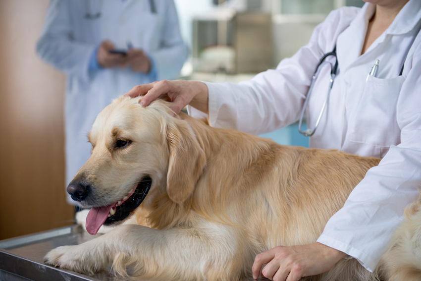 veterinary doctor relaxing the pet