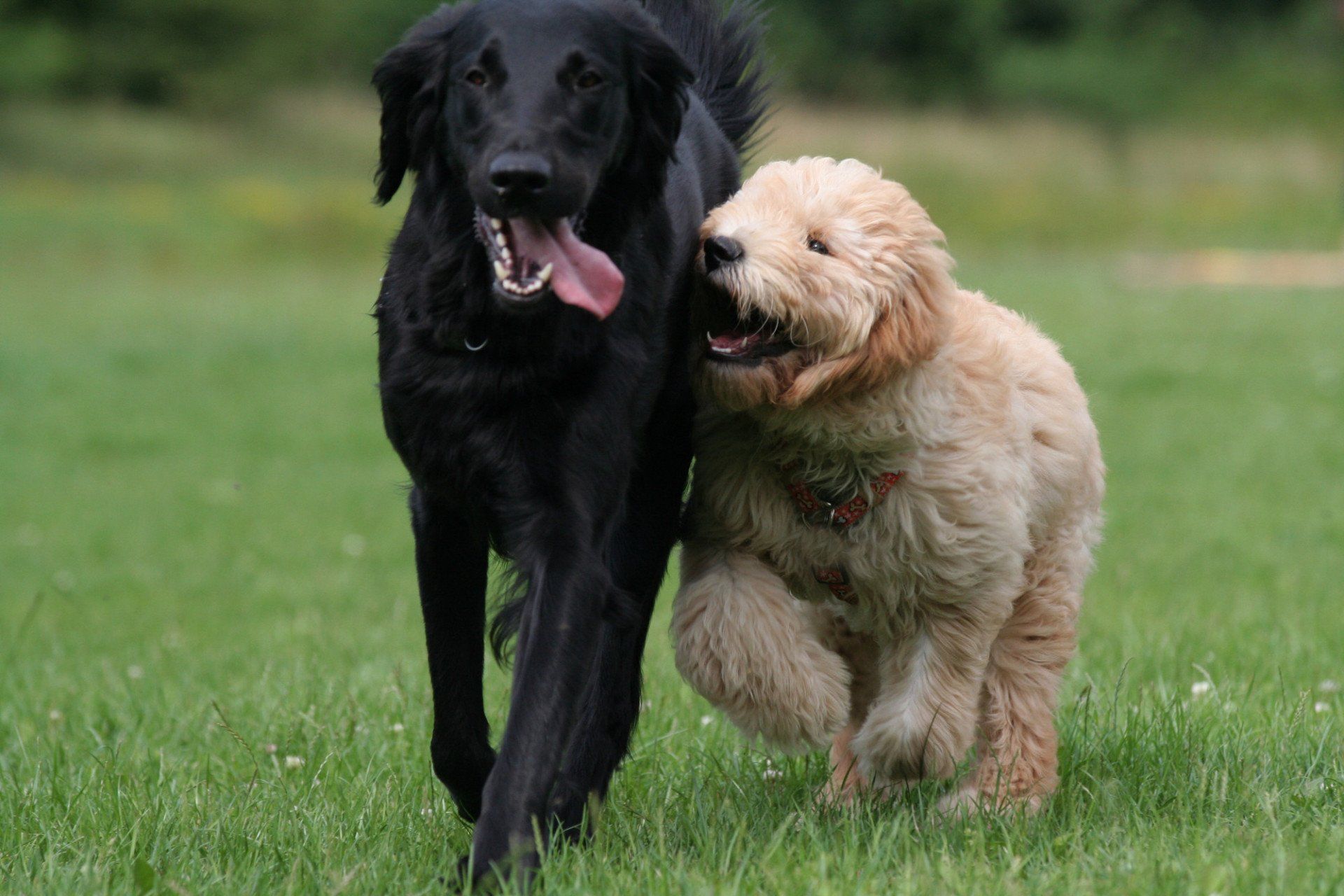 a black and fur pet
