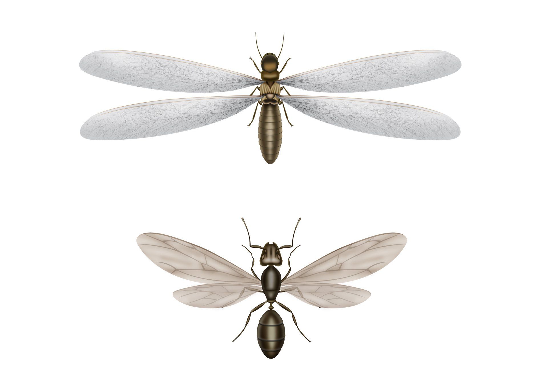 Ant vs termite illustration