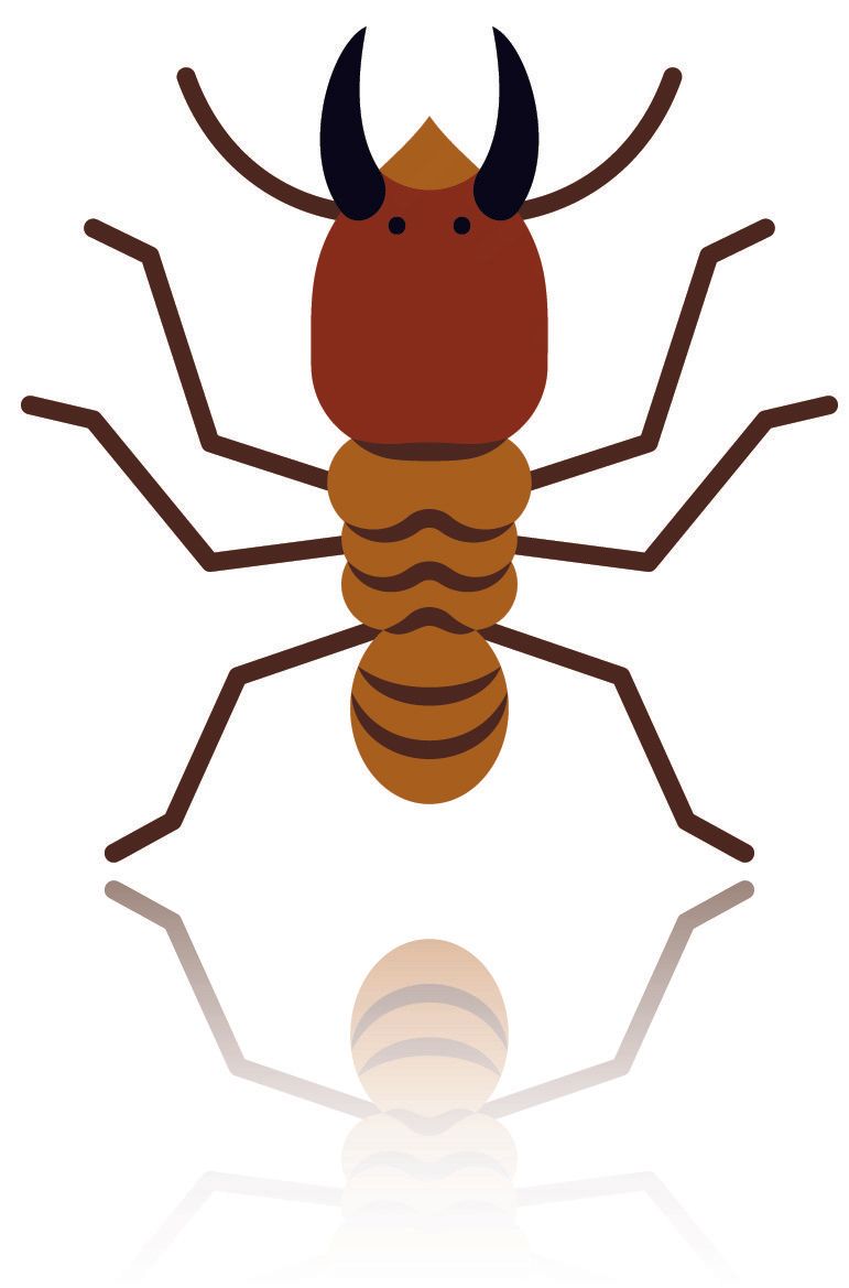 Termite Illustration