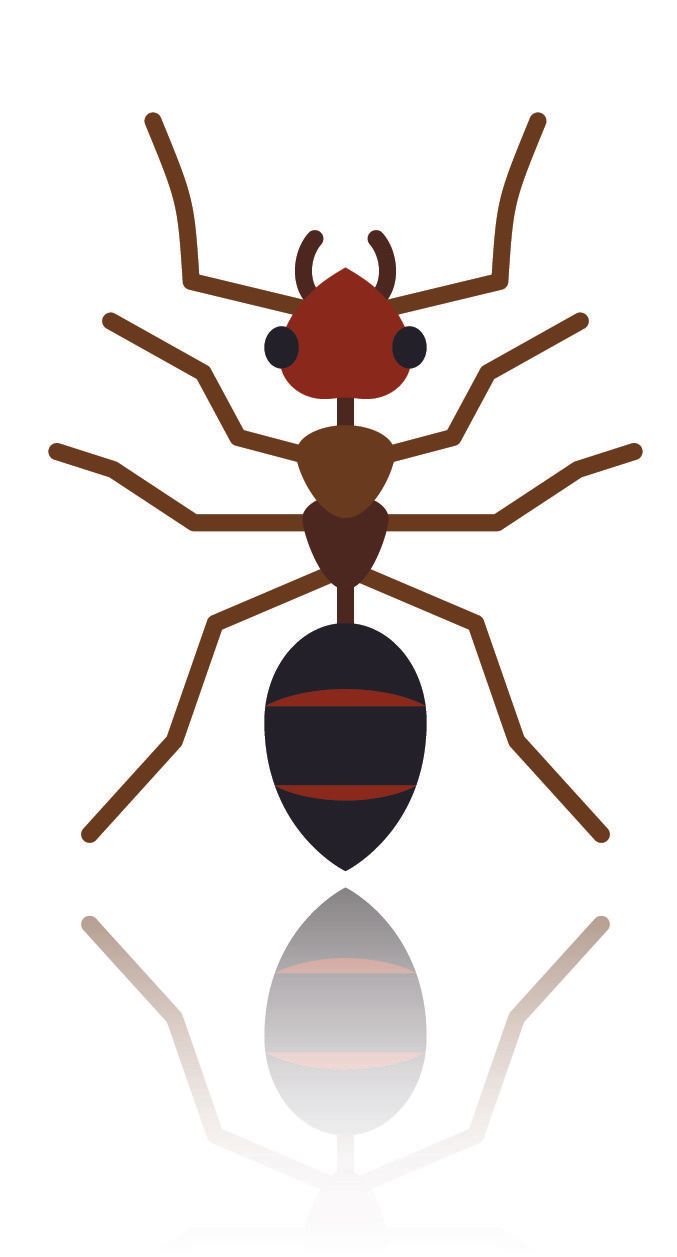 Ant illustration