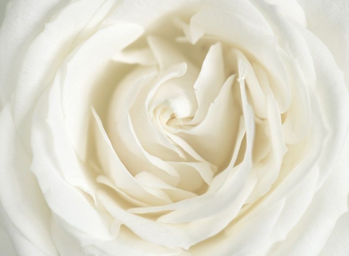 Rosa bainca
