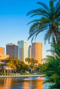 Palm Tree in Tampa, Florida