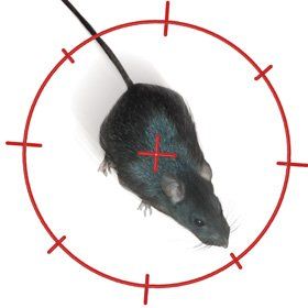 pest-control-services-telford-staffordshire-tony-haynes-rats pest-control-services-telford-staffordshire-tony-haynes-rats