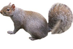 pest-control-wolverhampton-staffordshire-tony-haynes-squirrels pest-control-wolverhampton-staffordshire-tony-haynes-squirrels