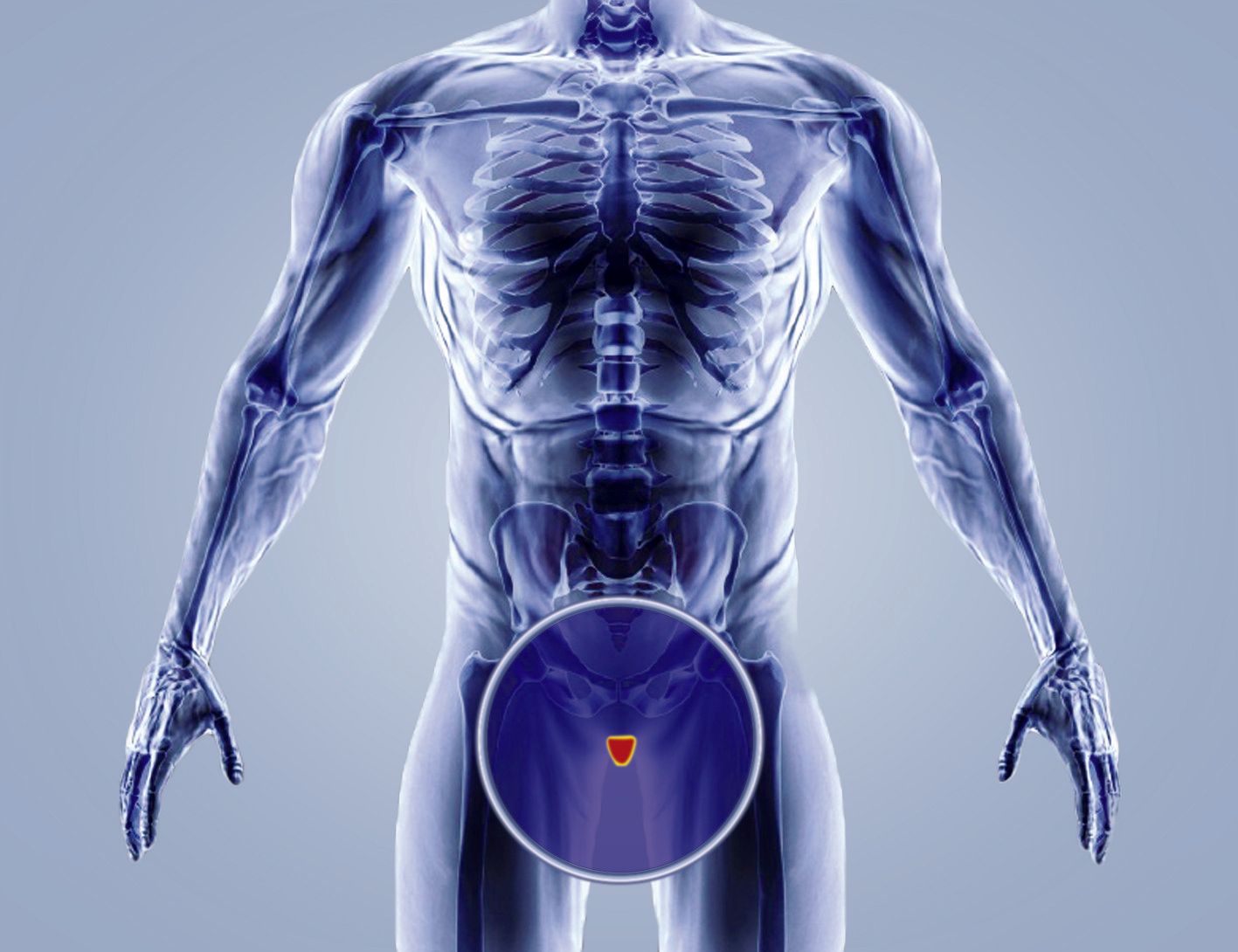 Male Reproductive System Male reproductive anatomy illustration for andrology care