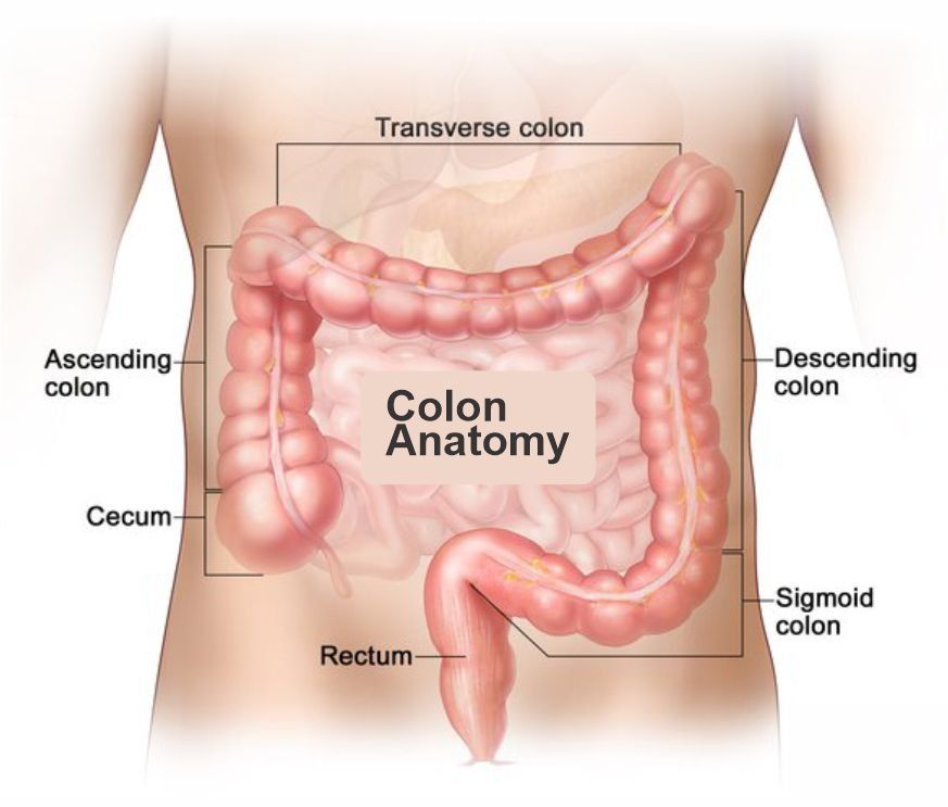 visual depicting colon anatomy