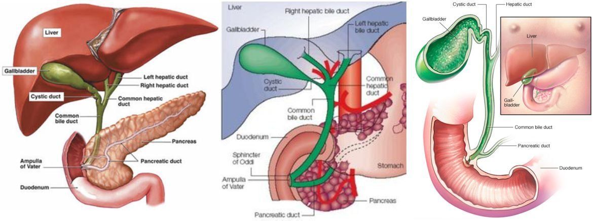 HPB Oncology - Liver, Pancreas & Bile Duct Cancers HPB Oncology an evolving department offering advanced care for liver, pancreas, bile duct cancers