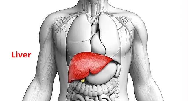 Liver Organ Liver Functions | Liver Anatomy