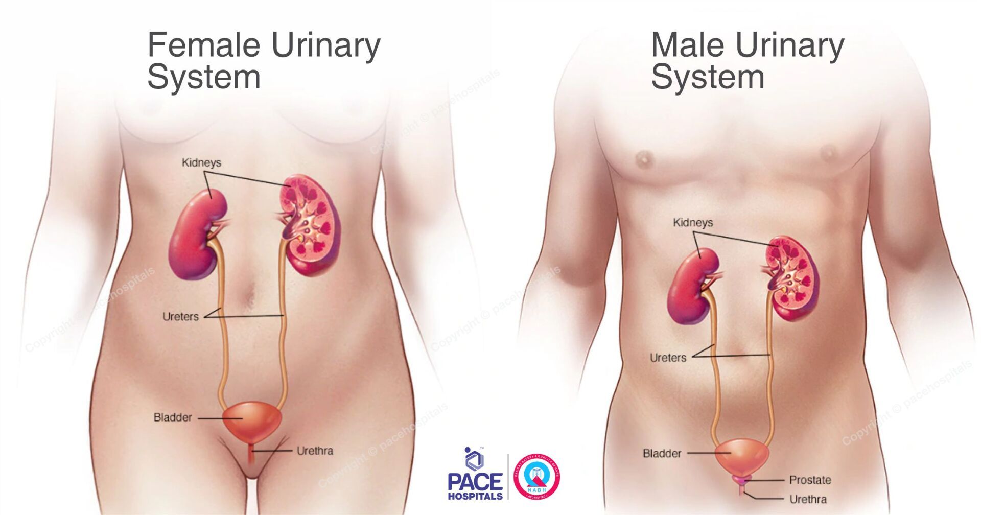Male and Female urinary system - PACE Hospitals Male and Female urinary system - PACE Hospitals