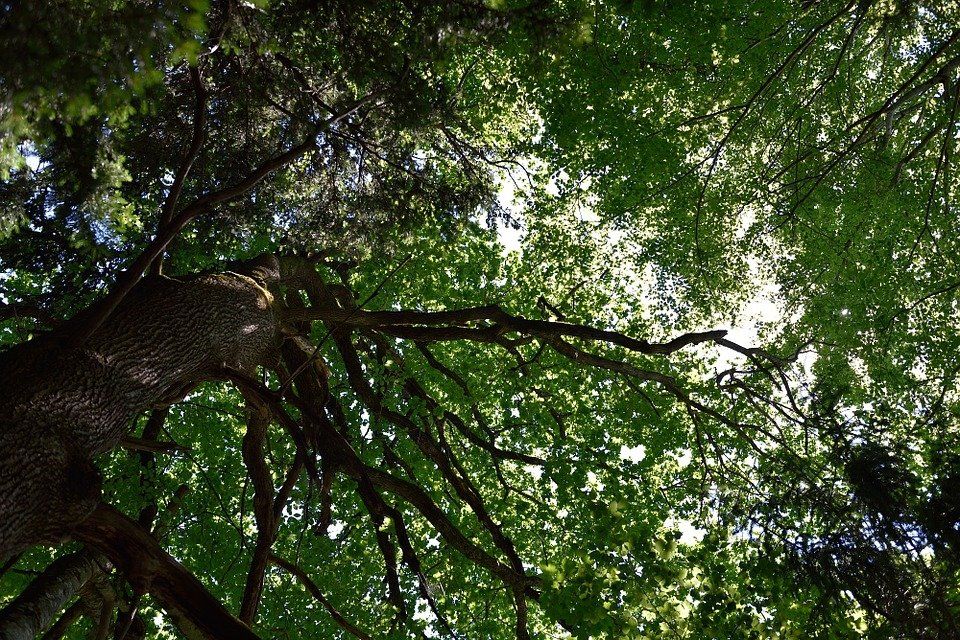 tree-799522_960_720