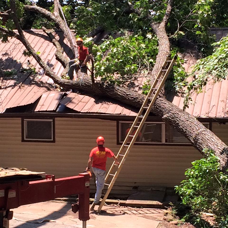Tree Removal Tree Removal