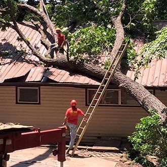 tree removal nearby
