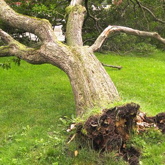 emergency tree removal
