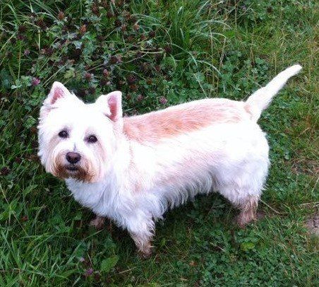 Abbie