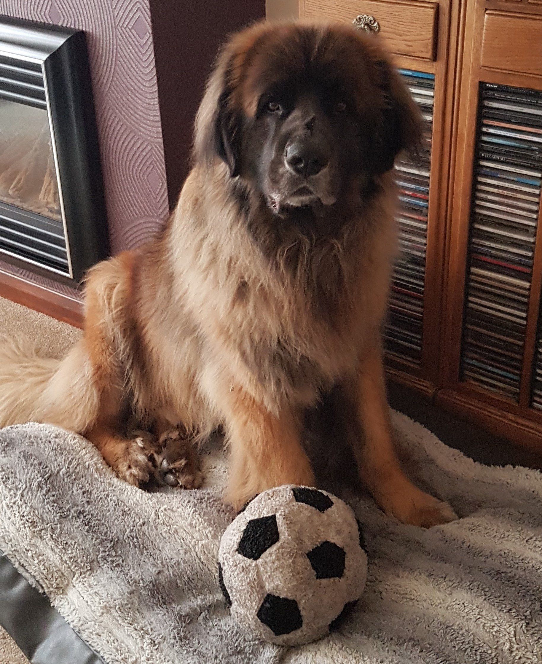 Teddy