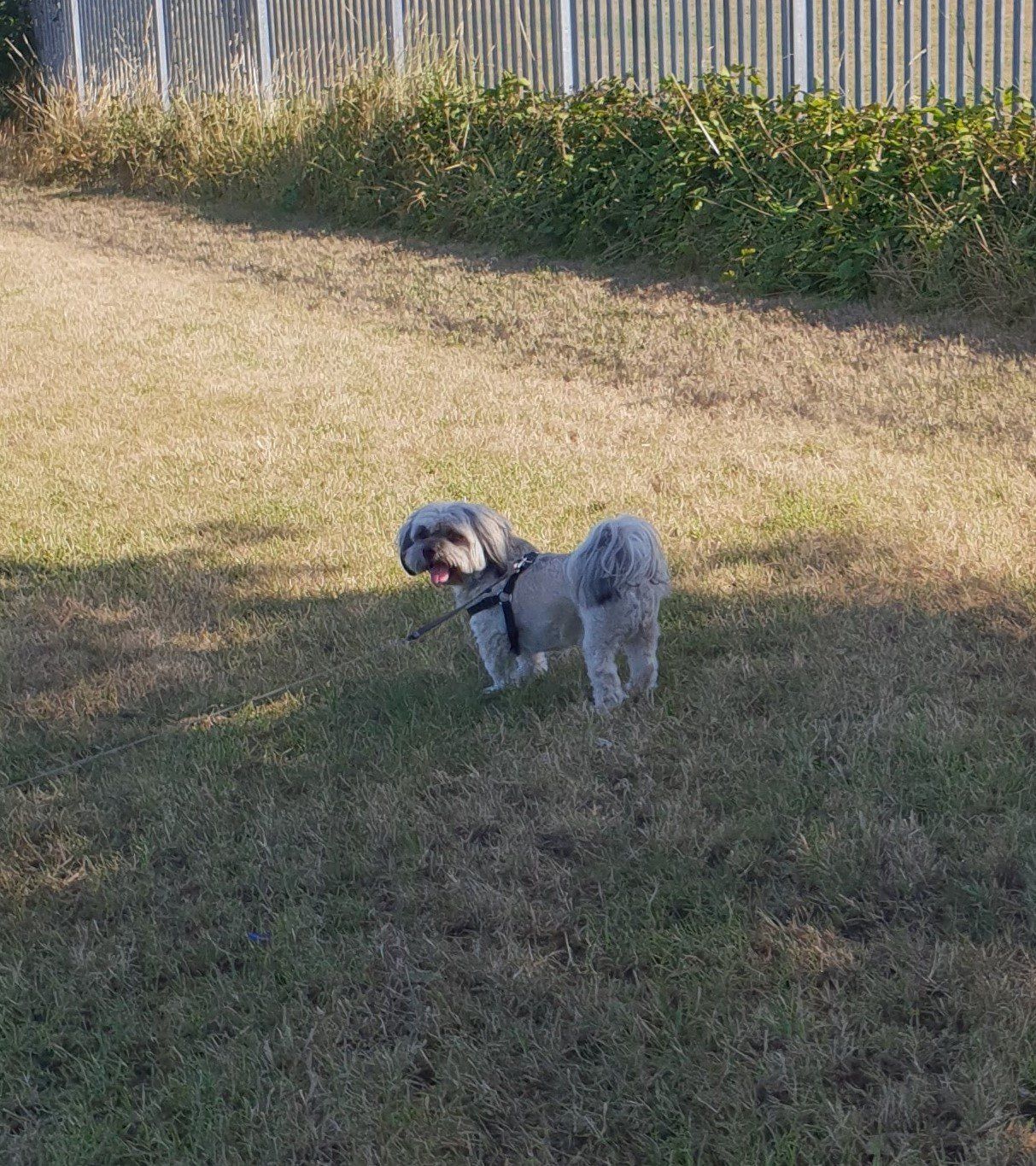 Oscar