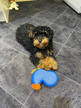 Teddy
