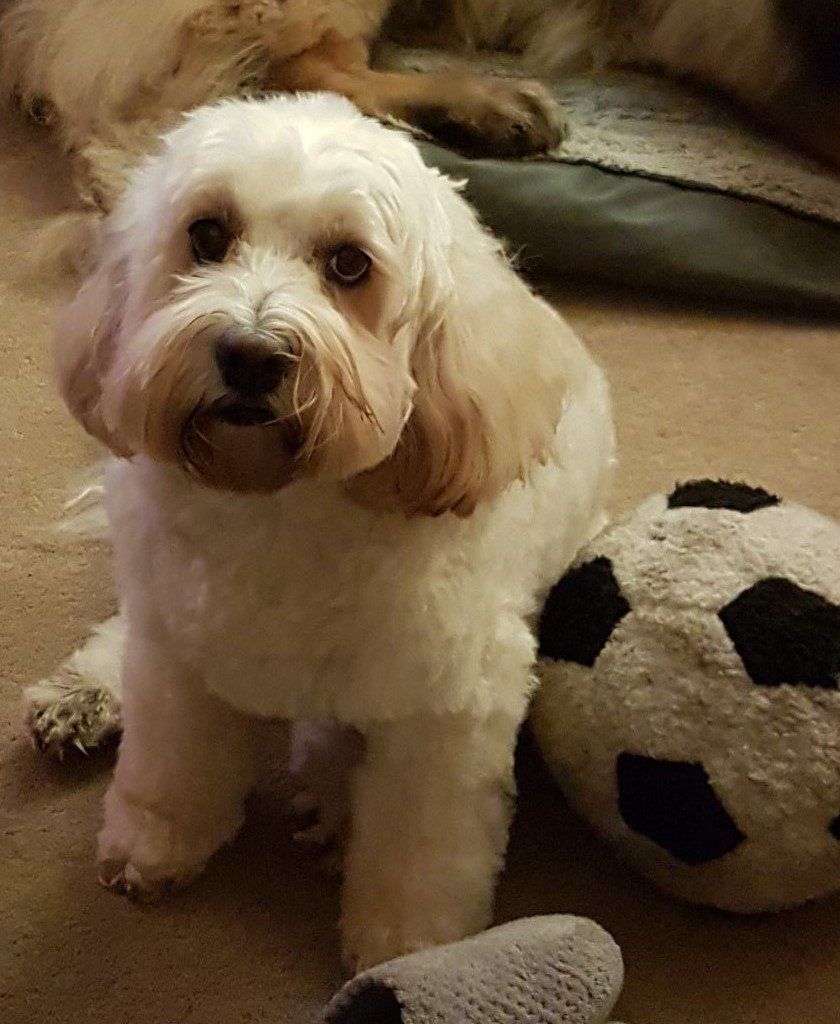 Phoebie