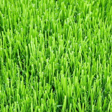 Grain-set - Norfolk, United Kingdom - Acorn Seeds Ltd - Grass Grain-set - Norfolk, United Kingdom - Acorn Seeds Ltd - Grass