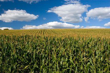 Stubble-aid - Downham Market, Norfolk - Acorn Seeds Ltd - Agriculture 