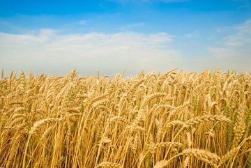 Wheat - Downham Market, Norfolk - Acorn Seeds Ltd - Agriculture Wheat - Downham Market, Norfolk - Acorn Seeds Ltd - Agriculture