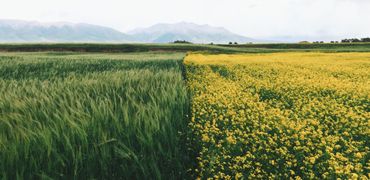Wheat - Downham Market, Norfolk - Acorn Seeds Ltd - Agricultural Seeds Wheat - Downham Market, Norfolk - Acorn Seeds Ltd - Agricultural Seeds