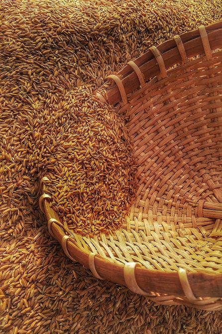 Stubble-aid - Downham Market, Norfolk - Acorn Seeds Ltd - Seeds Stubble-aid - Downham Market, Norfolk - Acorn Seeds Ltd - Seeds