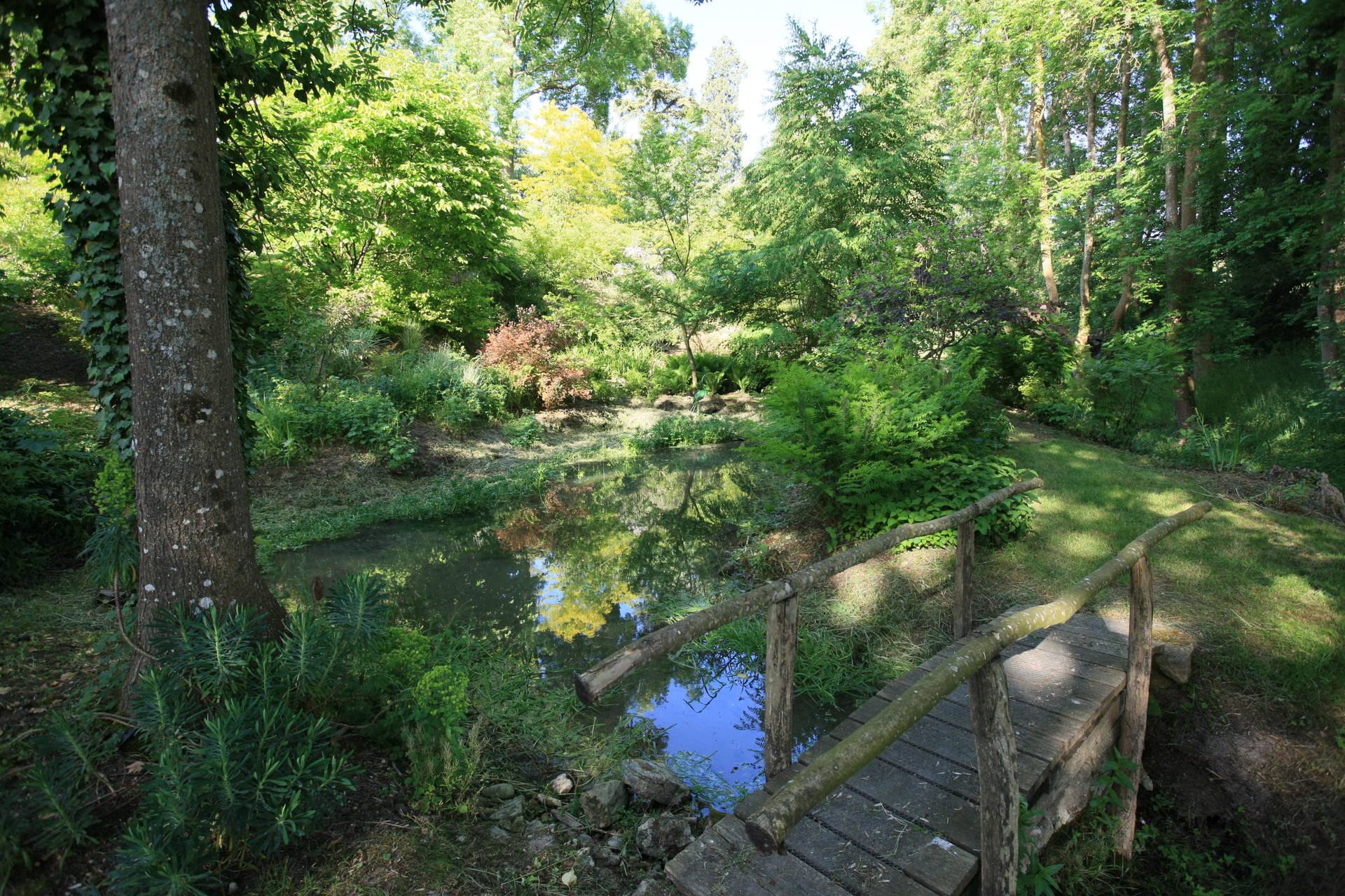 Pont en bois enjambant un petit étang dans un jardin forestier luxuriant.