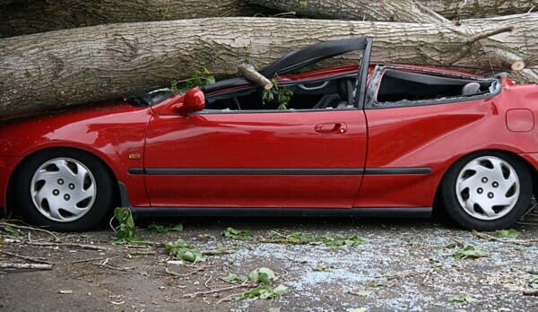 Fallen Tree Over The Car — Insurance in Clinton, TN Fallen Tree Over The Car — Insurance in Clinton, TN