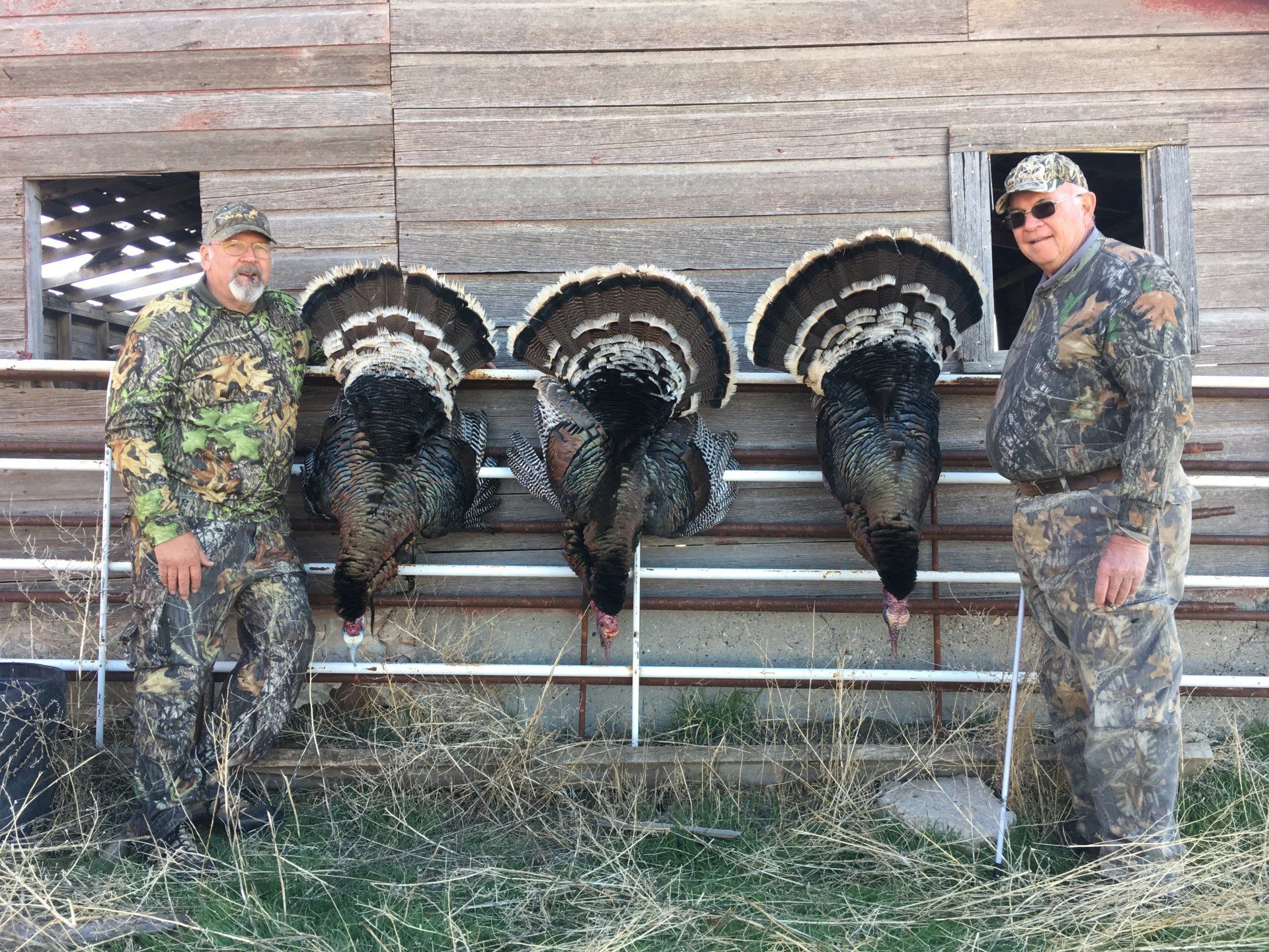 Two hunters pose with three harvested turkeys hanging on a fence in front of a wooden barn.